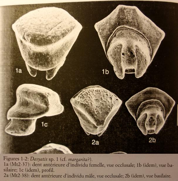 Razze del pliocene piemontese 2: Dasyatis sp.